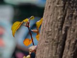 School Picnic0010.jpg